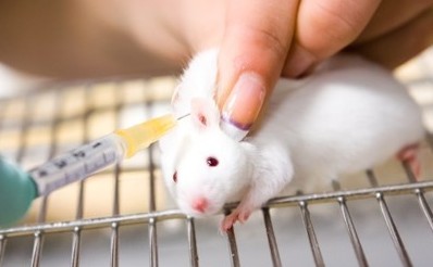 关于动物试验替代方法的欧洲报告